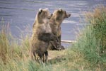Two erected Brown Bears at the river bank