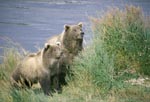 Two attentive brown bears
