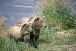 Two highly concentrated brown bears