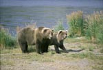 Two brown bears look to a conspecific