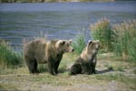 Tense brown bear with bear cub