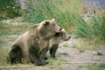 Two brown bears begin to anticipate a hazard