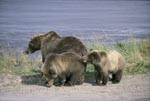 Brown bear mother with two cubs