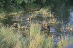 Brown bear family in shallow water