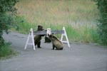 Three Brown Bear cubs and a sign