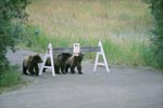 Three Brown Bear cubs and a sign