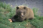Young brown bear with salmon delicacies
