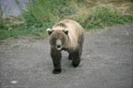Brown bear on a gravel road