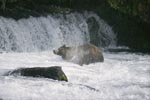 Brown Bear shaking off water