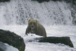 Big Brown Bear below the waterfall