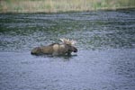 Moose in the shallow river water