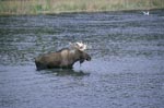 Moose crosses a river
