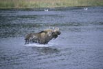 Moose shake the water off