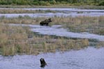 Moose in River Landscape