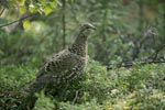 The Spruce Grouse loves berries, buds and leaves
