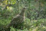 Spruce grouse looking for sweet berries