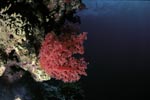 Soft coral 