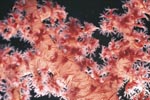 Soft coral in the Red Sea