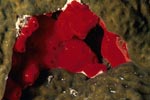 Red sponge in the Red Sea
