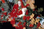 Red sponge in the Red Sea