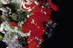 Red sponge (Cliona vastifica)