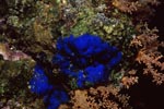Blue sponge in the Red Sea