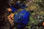 Blue sponge (Hymedesmia sp.)