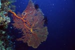 Gorgonian Sea Fan, drop-off Namenalala