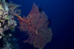 Sea Fan growing on a Fiji reef ledge