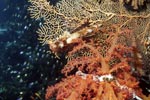 Soft coral in the Red Sea