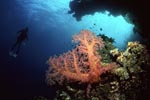 Soft coral with diver