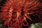 Crown of Thorns starfish Acanthaster planci