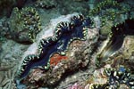 Giant clam (Tridacna)