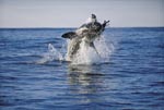 Breaching Great White Shark off Dyer Island 