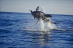 Breaching Great White Shark off Dyer Island