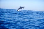 "Flying Great White Shark" off Dyer Island
