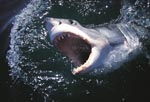 Great White Shark with wide open mouth