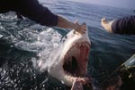 Great White Shark attacks outboard motor