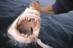 The Great White shark shows its teeth 