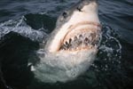 Great White Shark begins to open its mouth