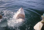 Great White Shark breaking through the water surface