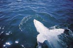 Great White Shark lying on the back