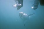 The Great White Shark is fascinated by the outboard motors