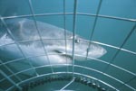 The Great White Shark and the Shark cage