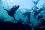 Elegant fur seals underwater