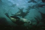 South African fur seals underwater