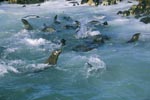Fur seals play in the surf