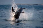 Breaching Great White Shark near Dyer Island