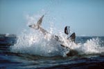 Breaching Great White Shark near Dyer Island 