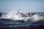  Breaching Great White Shark near Dyer Island